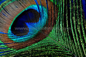peacock backgrounds