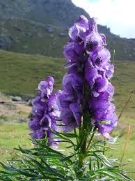aconitum%2520n.jpg