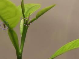 citrus tree pests