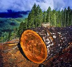 pictures douglas fir trees