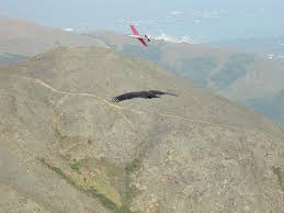 giant birds