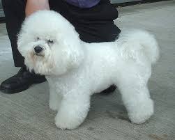 bichon