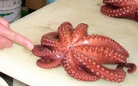 Photo: Nine-tentacled octopus