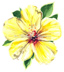 yellow hibiscus pictures