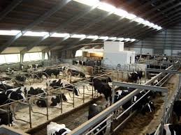 dairy farm