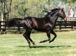 external image horse-galloping.jpg