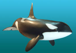 Orcas Male-orca-sculpture4