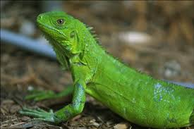 pictures of iguanas