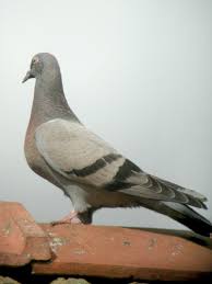 صور للحمام Pigeon_biset_domestique_70