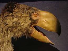 largest birds