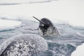 narwhal.jpg