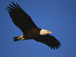 bald eagle in flight picture
