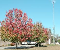 pear trees pictures