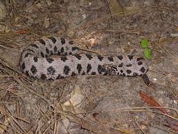 baby timber rattlesnakes