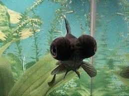 black moor goldfish