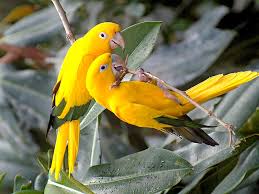free bird wallpapers