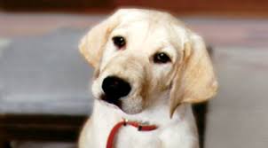 Marley and Me Unleashes Its