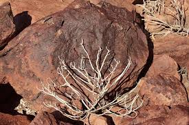 desert plants