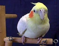 cockatiel