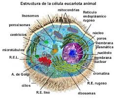 estrucura de los seres vivos