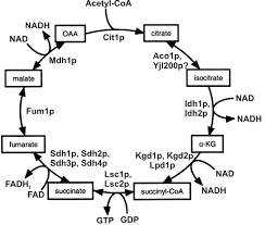 of the TCA cycle according