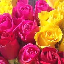 roses photos