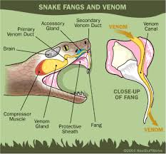 snakes images