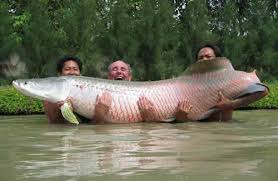 giant fish pictures