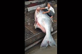 mekong giant catfish pictures