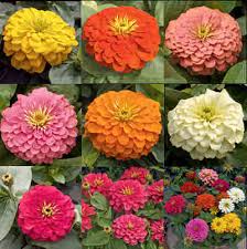 zinnia flower