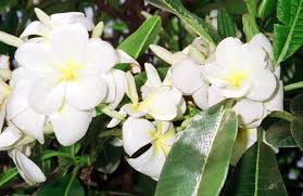 temple flower