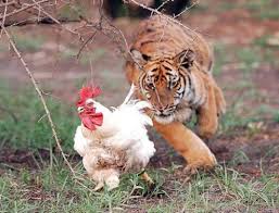 large cats