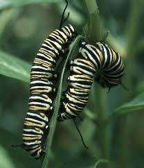 butterfly larvae pictures