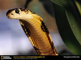 cobra snake wallpaper