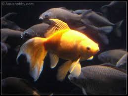 goldfish carassius auratus