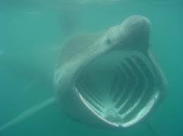 shark
