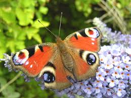 peacock butterflies