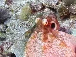 tropical fish identification pictures
