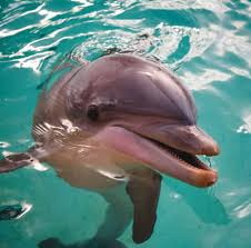 bottlenose dolphin pictures