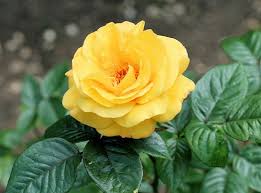 roses plants