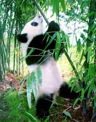 panda