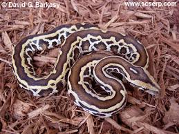 burmese python