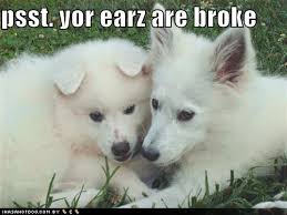 funny puppies