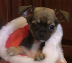 christmas greetings sayings