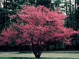 pictures redbud tree