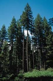 Douglas Fir