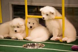 One hour till the puppy bowl!