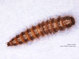 beetle larvae pictures