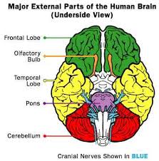 human brain image
