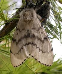 gypsy moth pictures